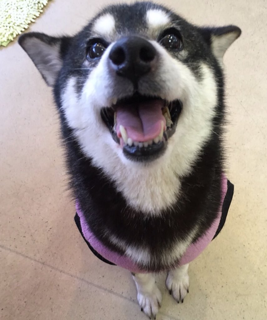 【運命の赤い色見～つけた💓柴犬のさきねちゃん💕、トイプードルのロナウド君💕】2019,3,16